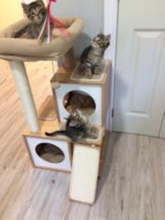 PAWZ Road 35 Inches Wooden Medium Cat Tree House1