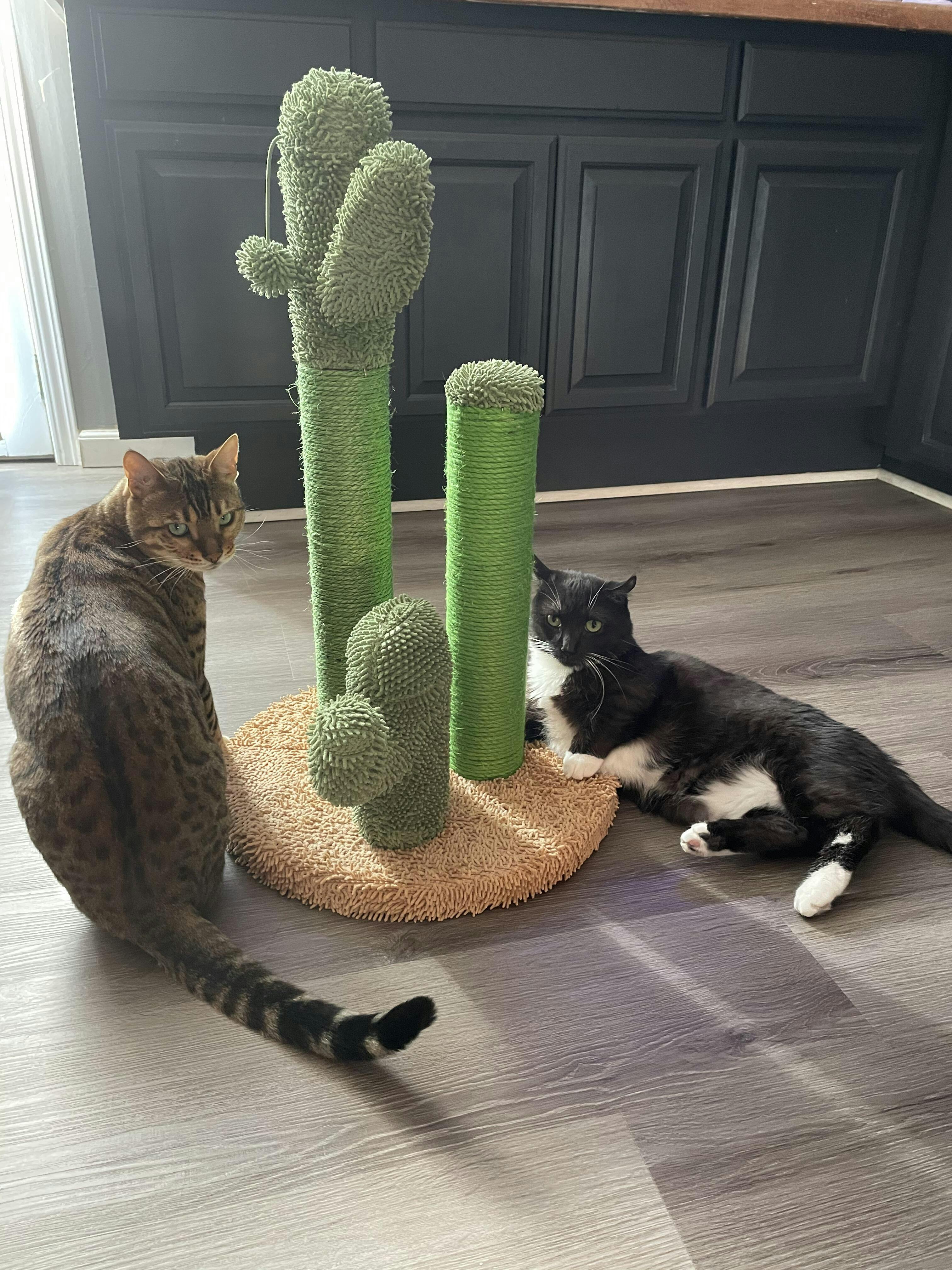 Pawz Road Oasis Series Lovely Cactus Cat Scratcher1