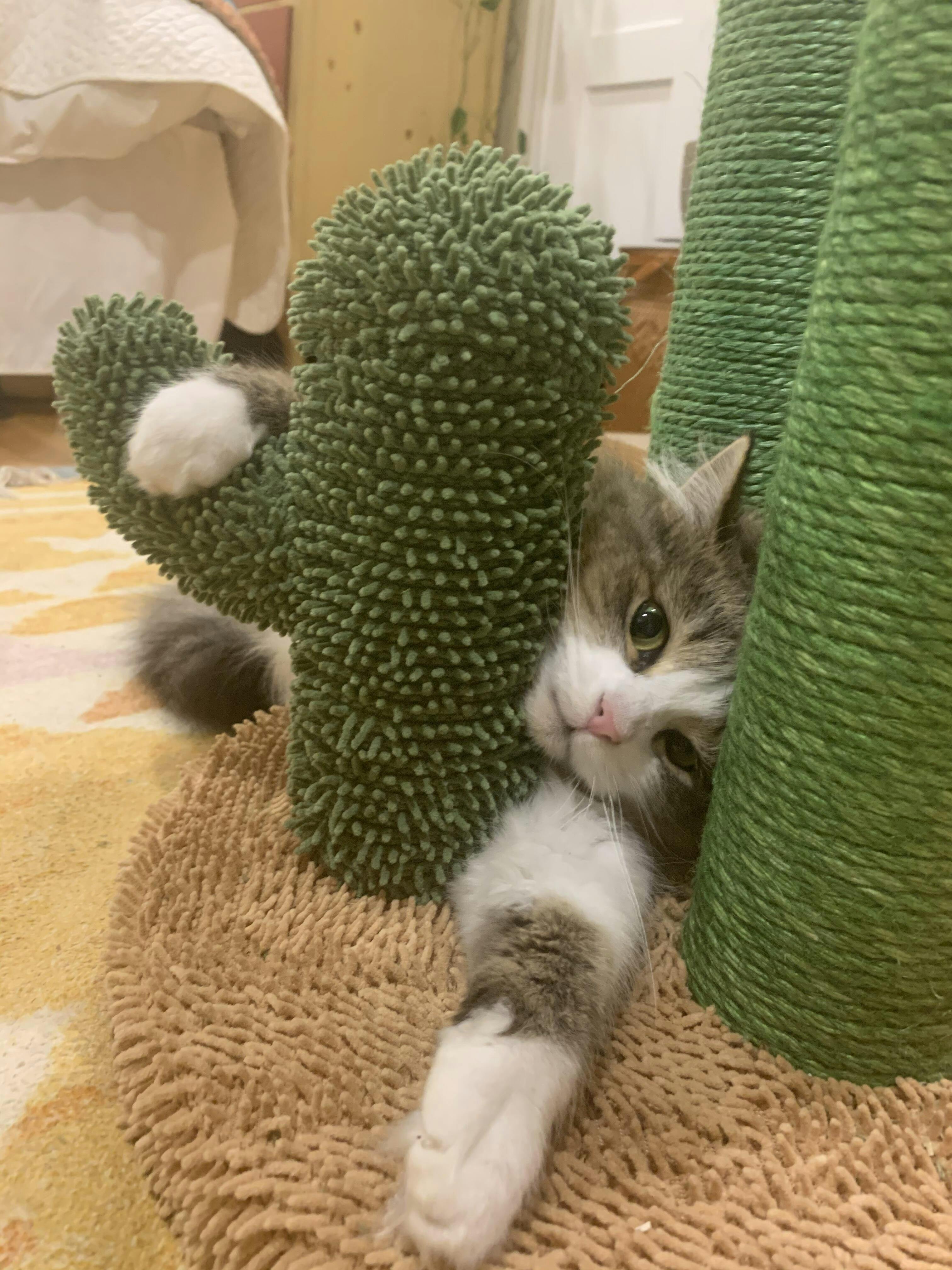 Pawz Road Oasis Series Lovely Cactus Cat Scratcher1